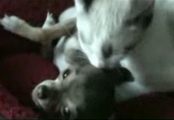 Want More Interspecies Love?